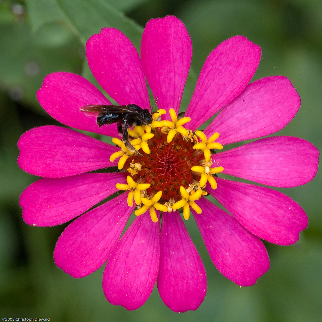 Common zinnia